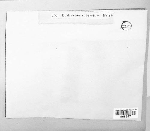 Bostrychia rubescens image